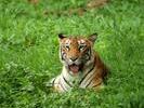 tiger showing tonge