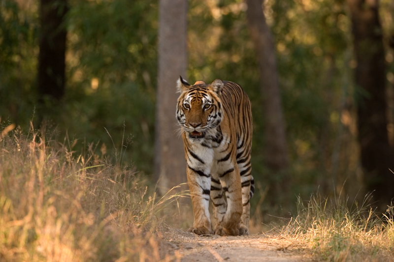 Tiger on mud road
