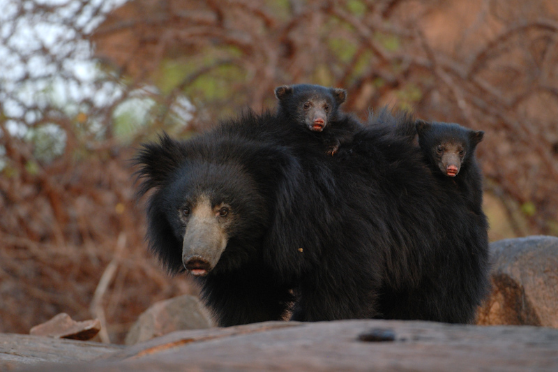 Sloth Bear with cubs
