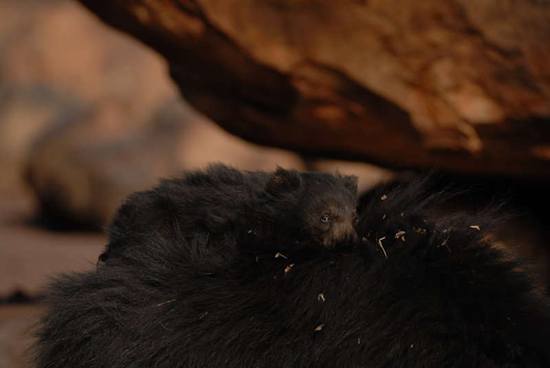 Sloth Bear - Cub
