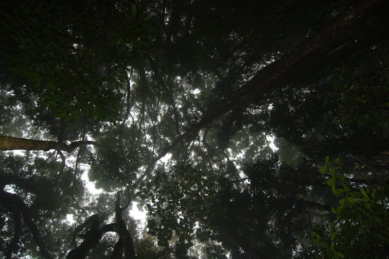 Rainforest Canopy
