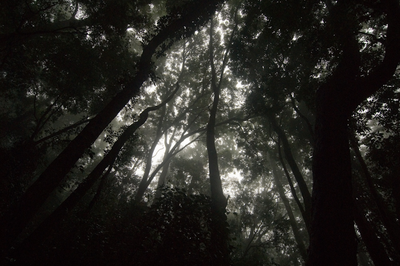 Rainforest Canopy
