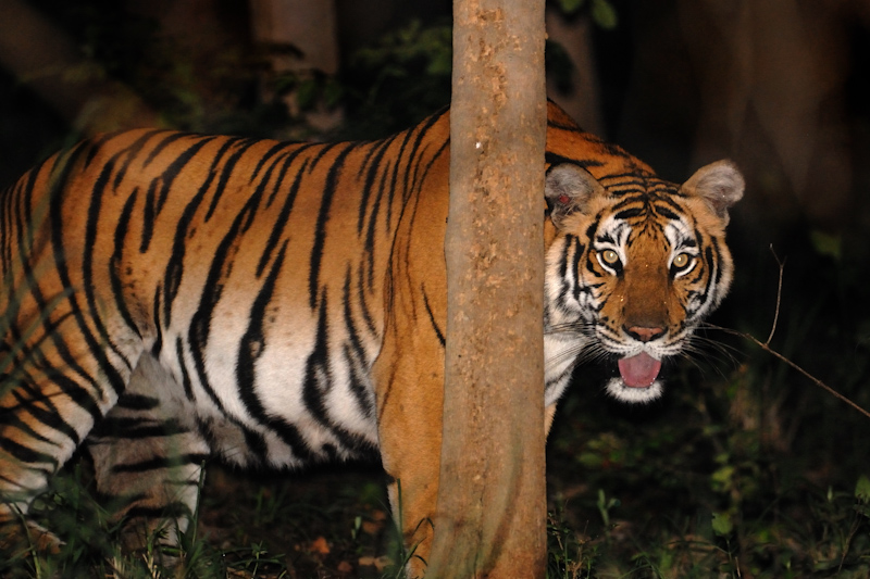 Tiger At Night Kalyan Varma Photography