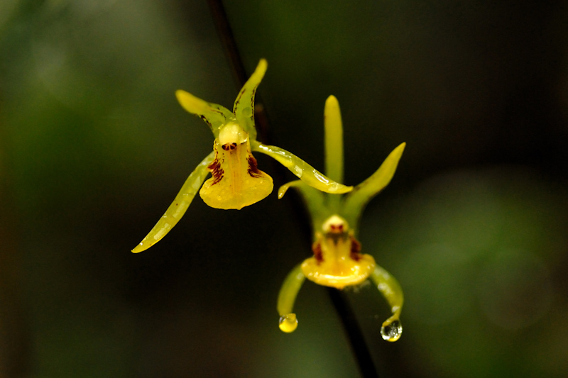 Orchid - Tainia bicornis
