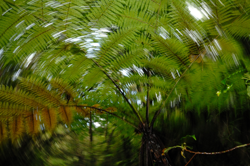 Tree ferns
