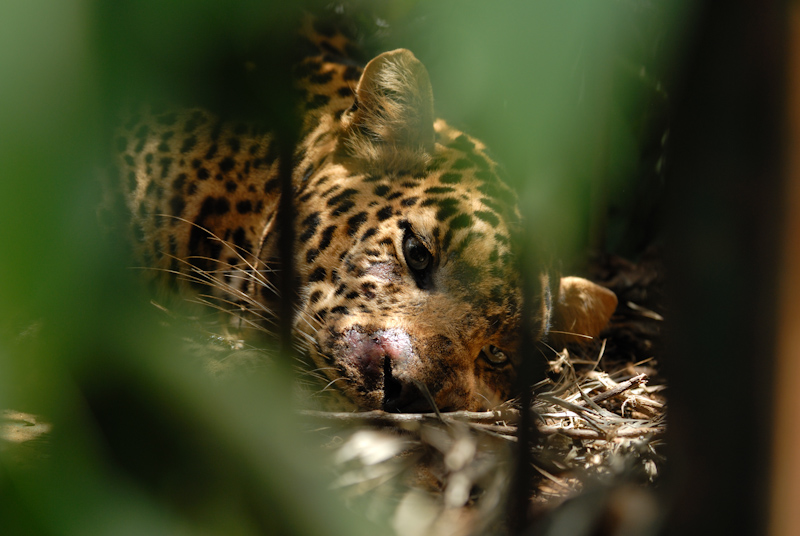 Tranquilised leopard
