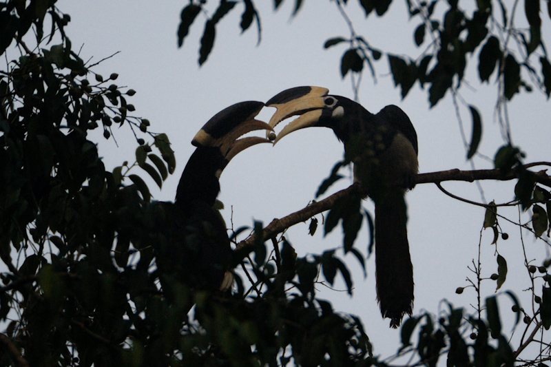 Hornbill courtship
