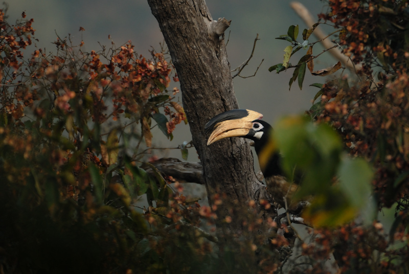 Malabar Pied Hornbill

