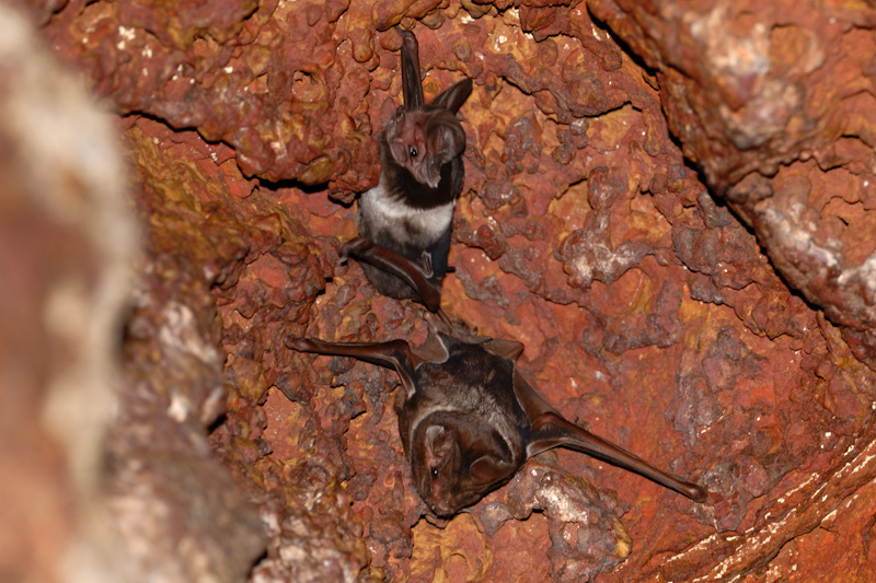 Wroughton's Free-tailed Bat
