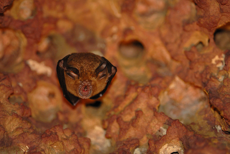 Horseshoe Bat
