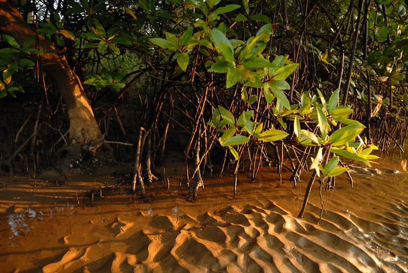 Mangroves
