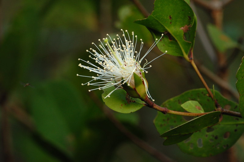Mangrove flower

