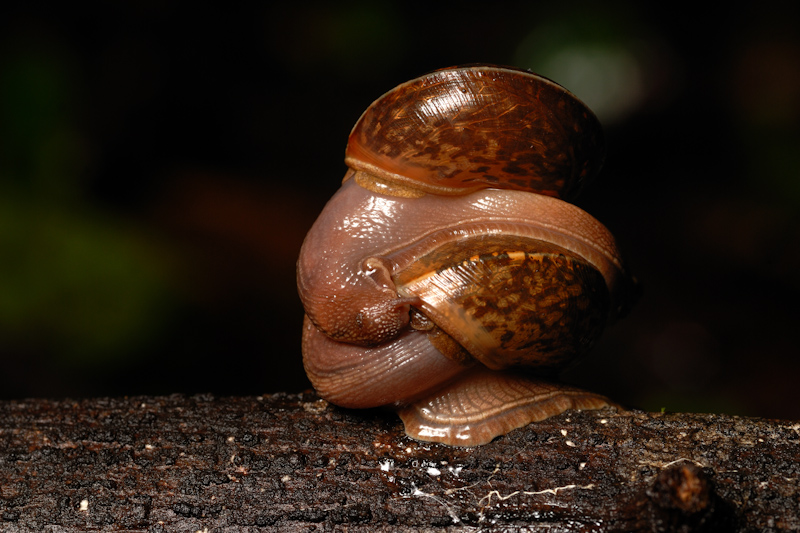 Snails Mating
