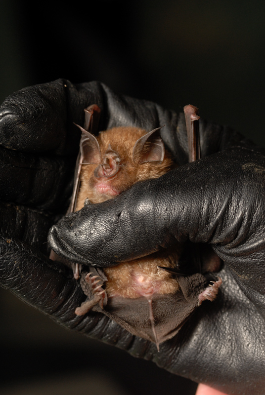 Leafnose Bat
