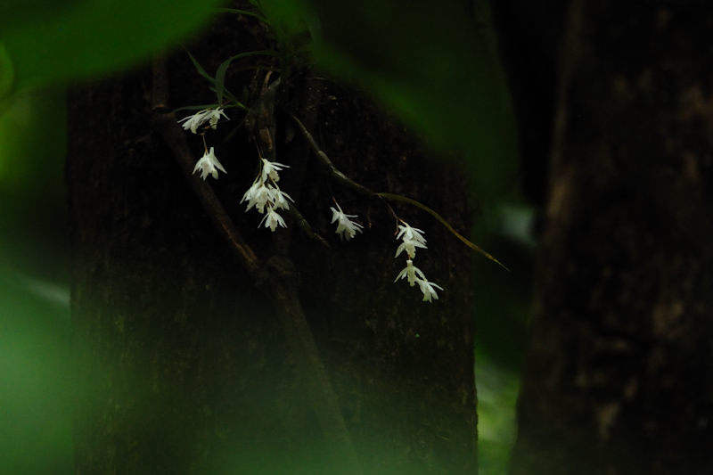 Dendrobium sp.
