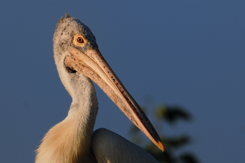 Spot-billed pelican
