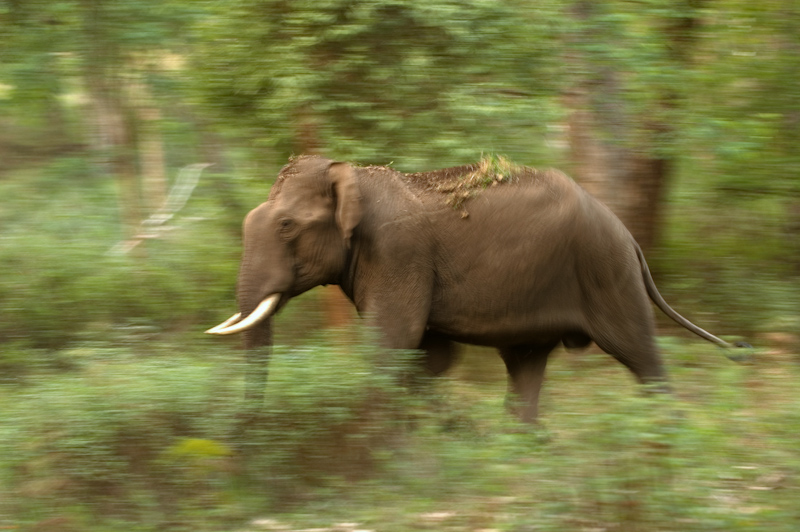 Asian Elephant
