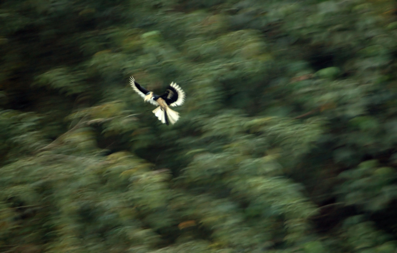 Malabar Pied Hornbill

