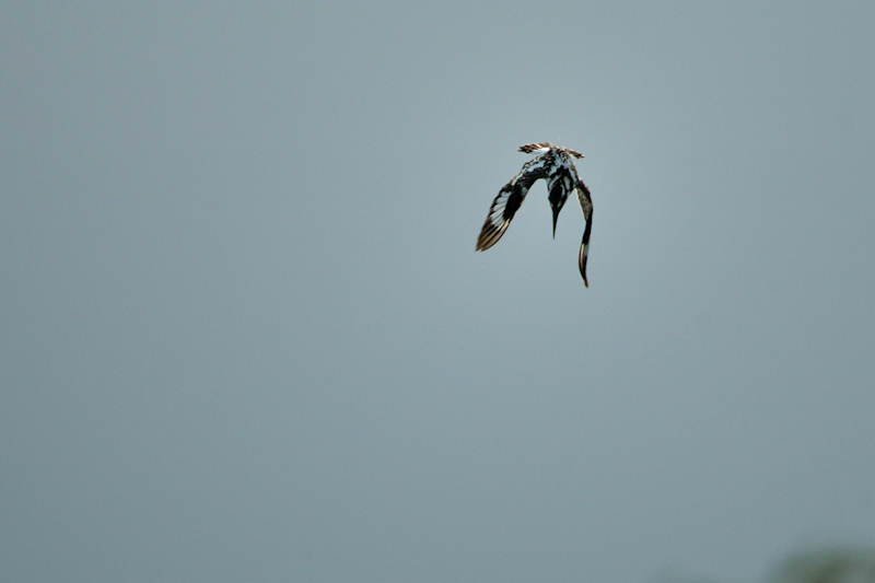 Pied Kingfisher Diving
