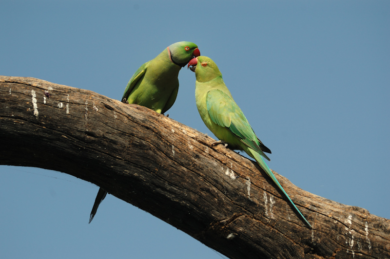Courting Parakeets
