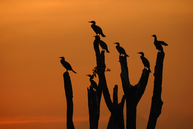 Cormorants roost
