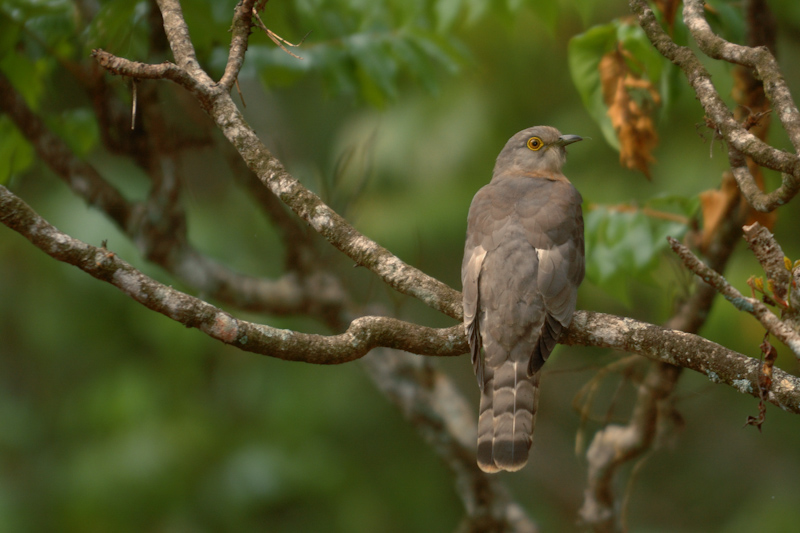 Hawk Cuckoo (Brain Fever bird)
