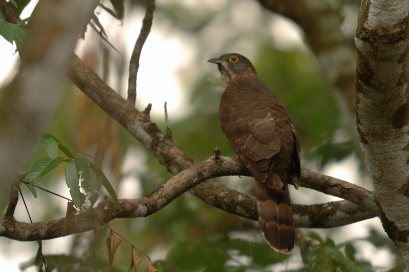 Large Hawk-cuckoo
