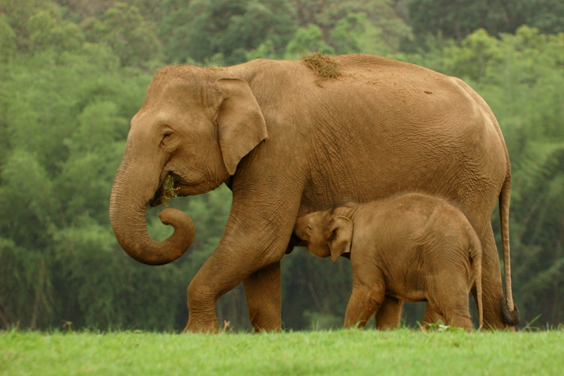 Elephant and calf
