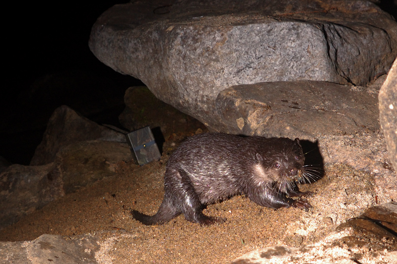 Small-clawed Otter
