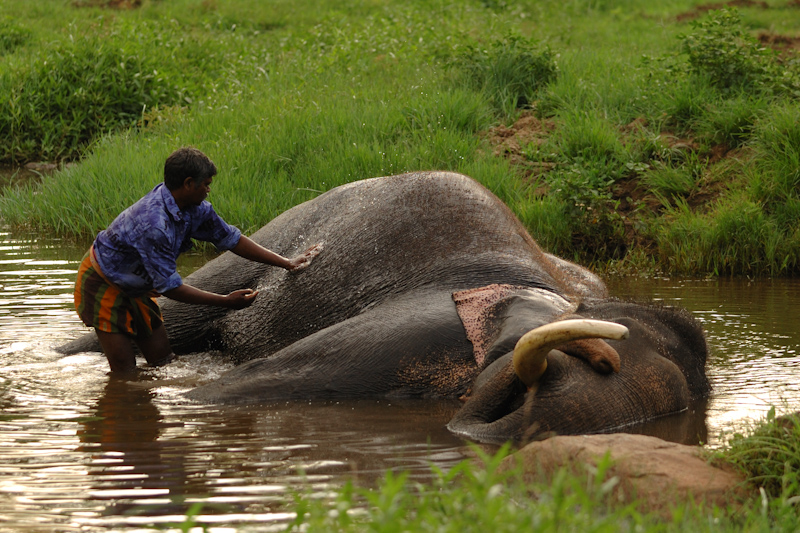Elephant bath
