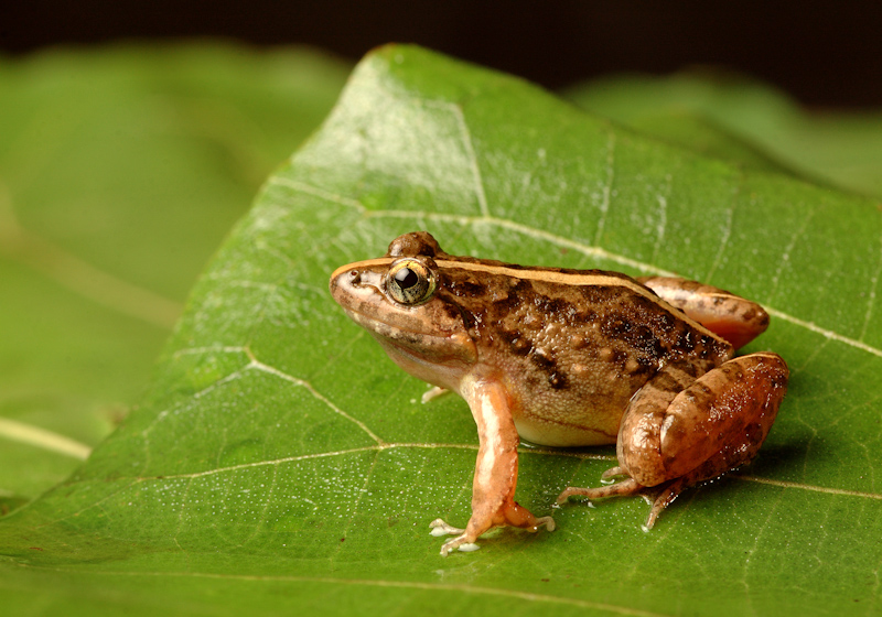 Cricket Frog
