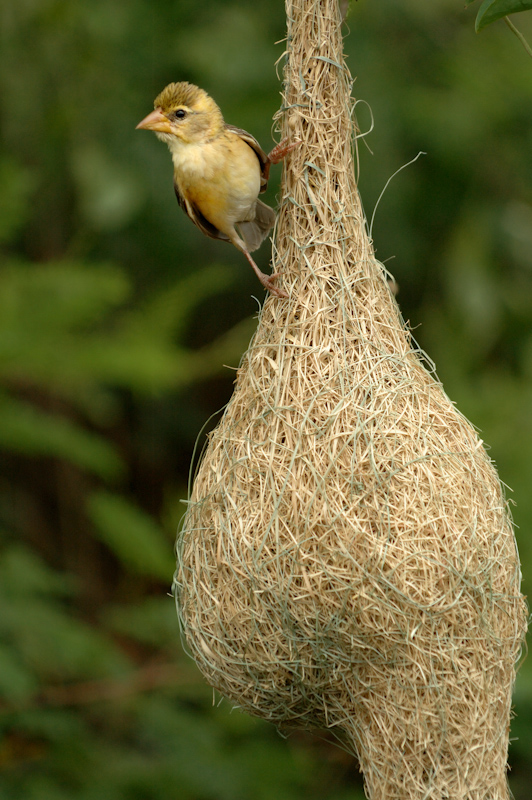 Weaver  bird - Female
