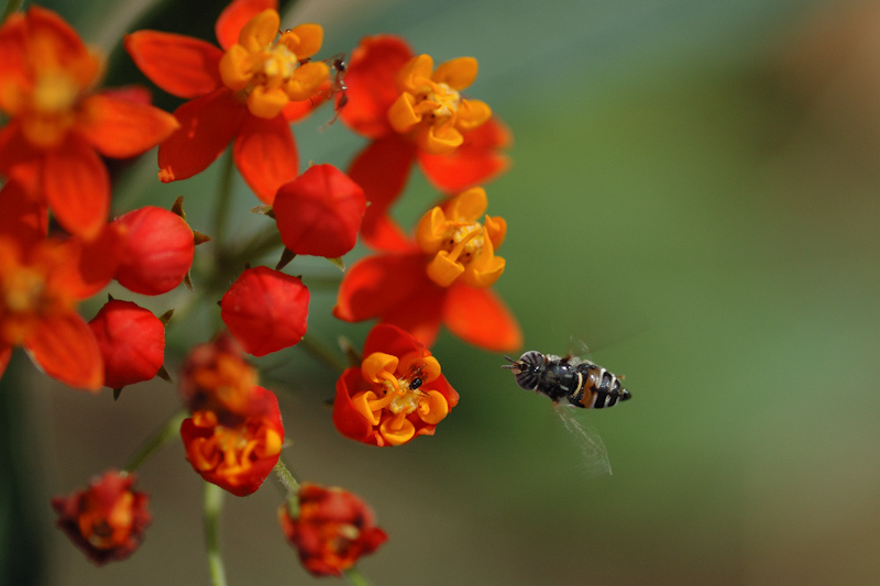 Bee and Flowers
