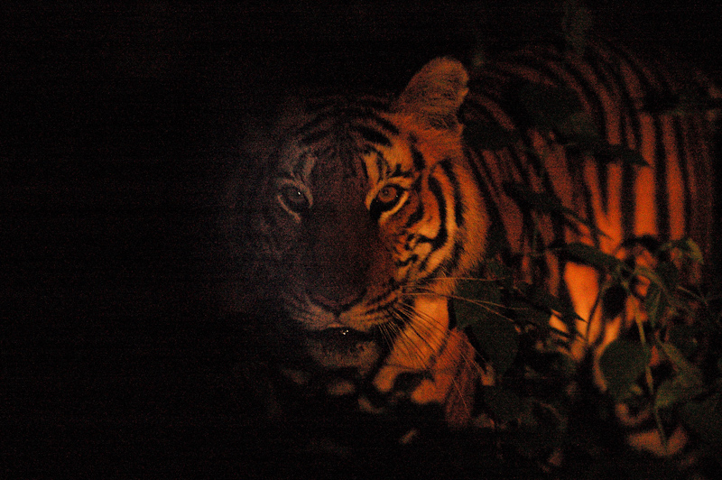 Tiger in the night
