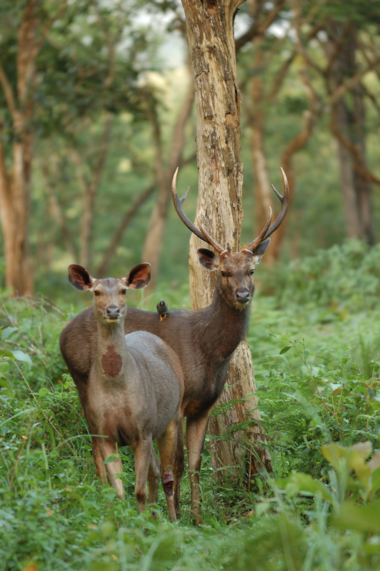 Sambar Deer
