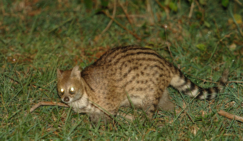 Small Indian Civet
