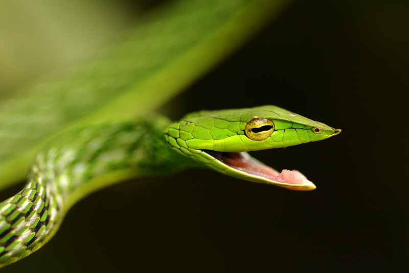 Green Vine Snake
