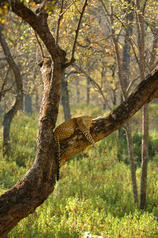 Leopard resting
