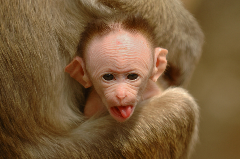 Baby macaque
