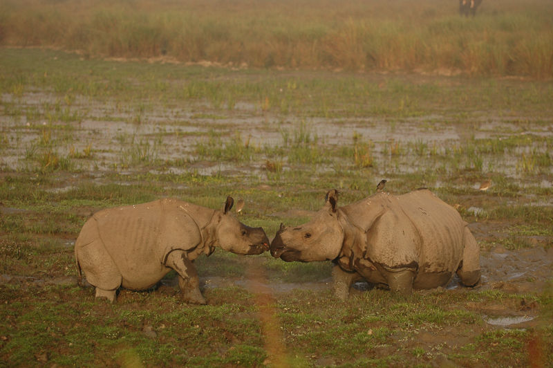 Indian Rhinoceros
