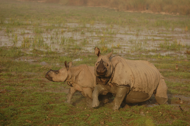Indian Rhinoceros
