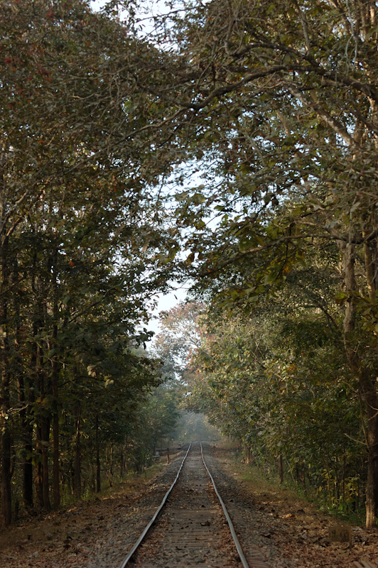 Tracks in the forests
