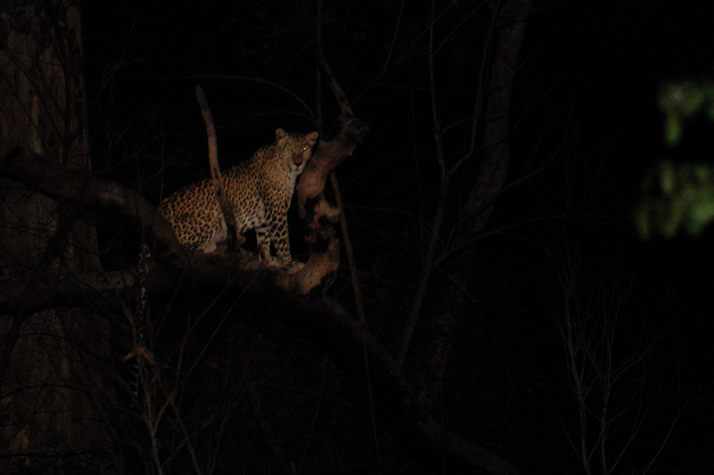 Leopard at night
