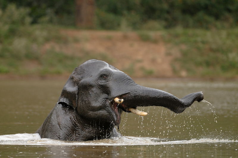 Elephant in water
