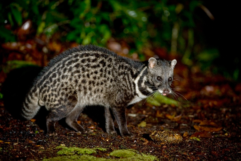 Malay civet
