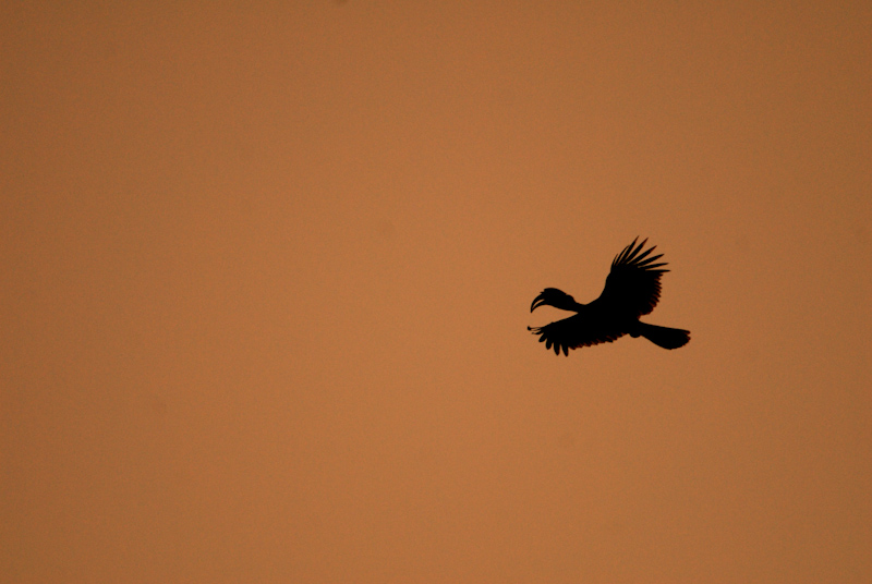 Hornbill Flight
