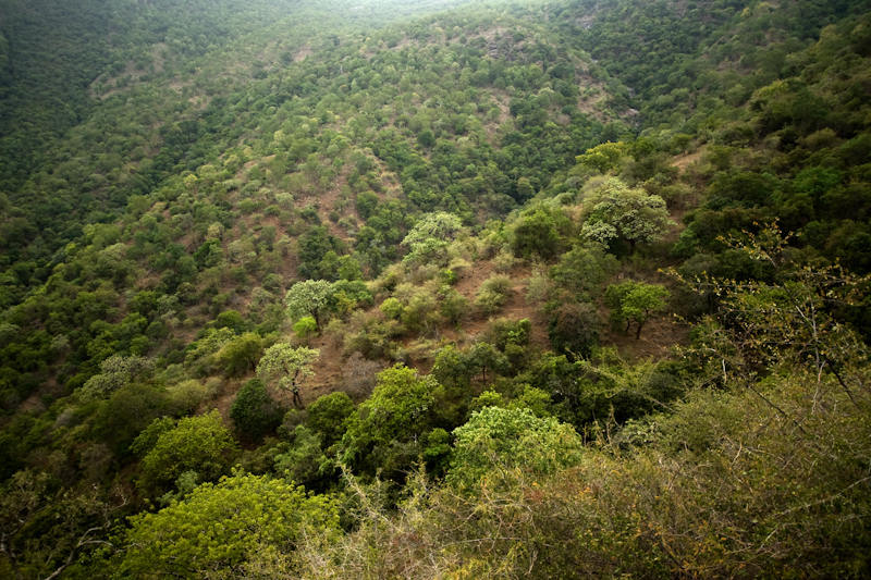 Satyamangalam Forests
