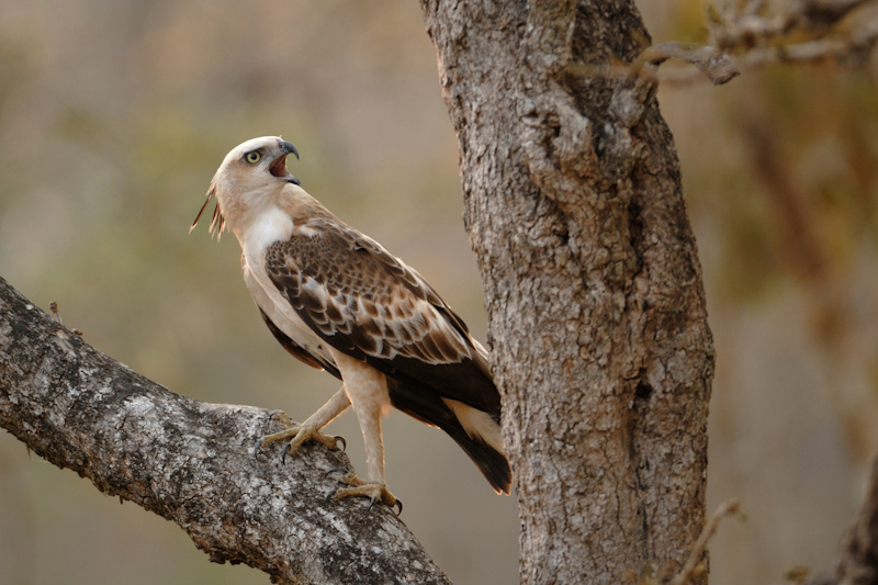 Crested Hawk Eagle
