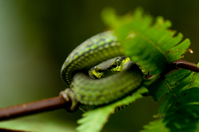 Large-scaled pit viper
