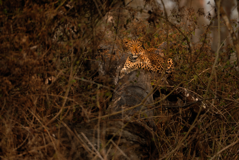 Leopard behind Lantana
